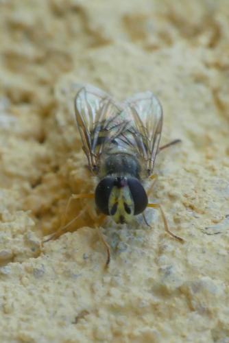 Eupeodes corollae